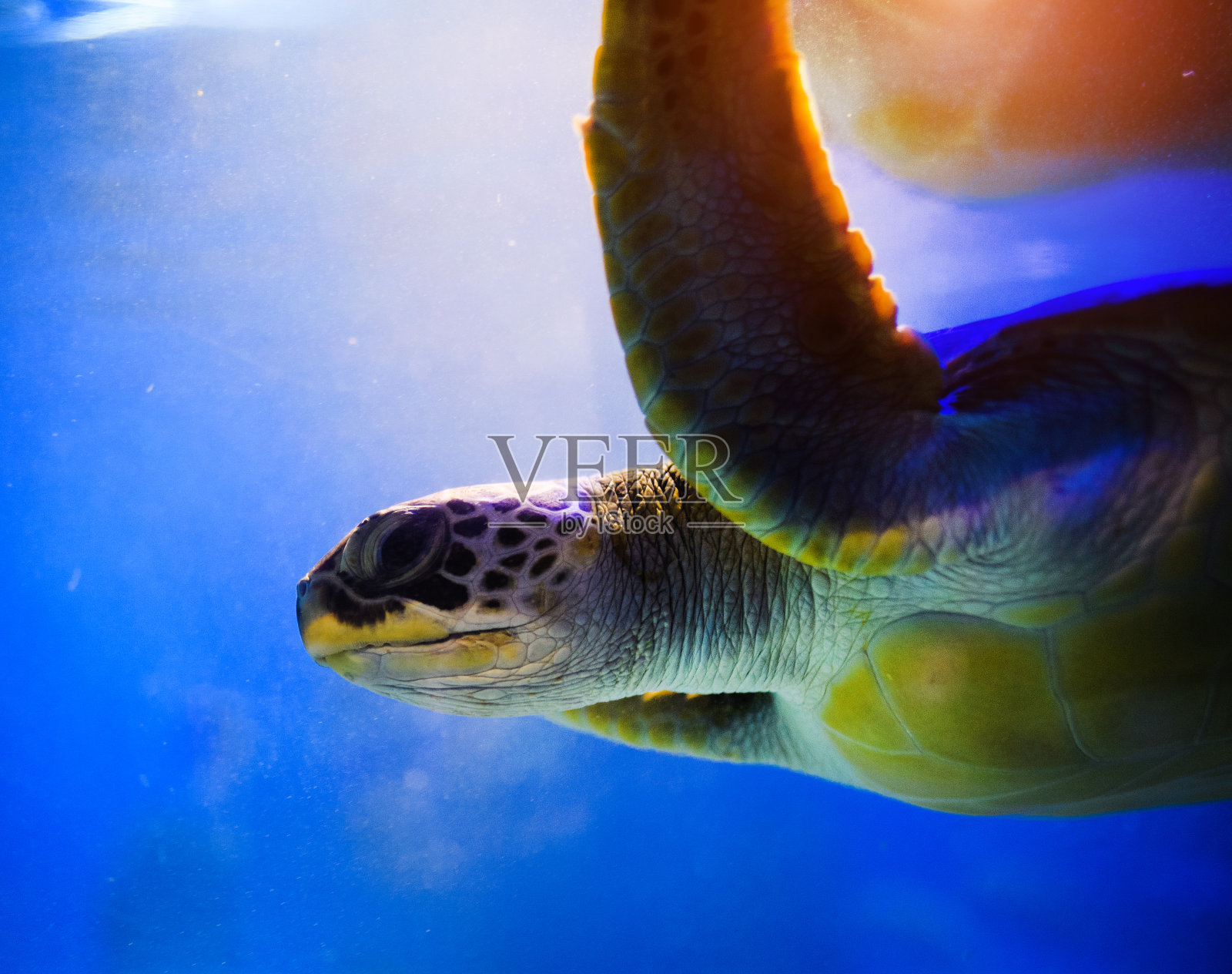 珊瑚礁上蓝色海水中的海龟照片摄影图片