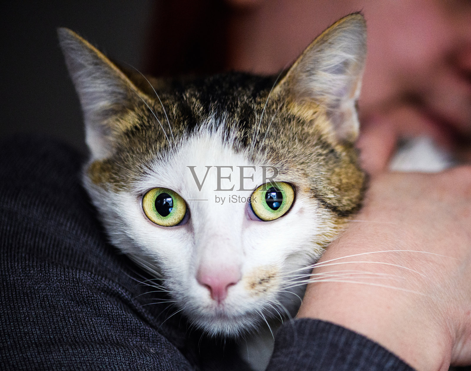 可爱的可爱的猫照片摄影图片