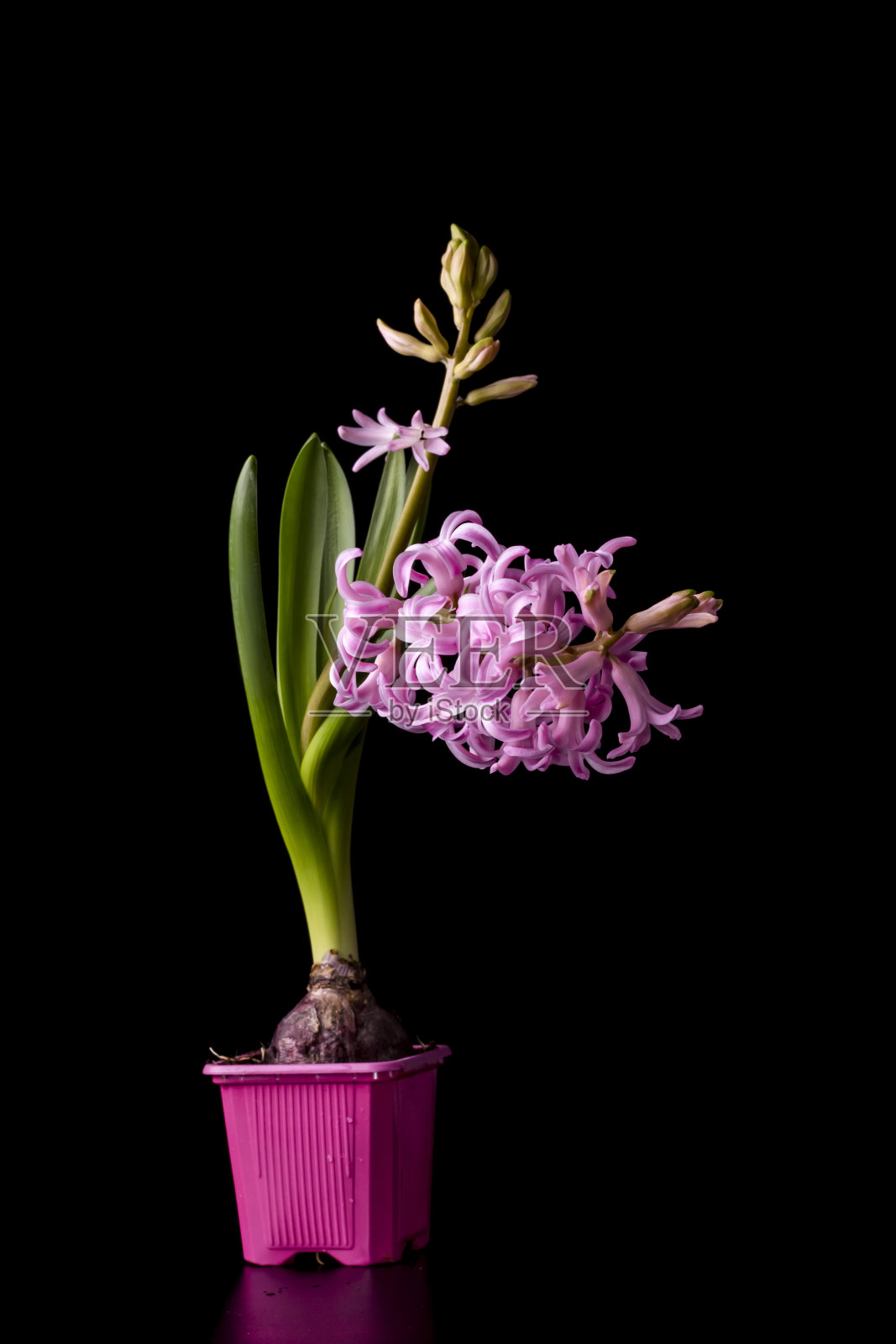 粉红色美丽的风信子花与球茎在一个粉红色的罐子在黑色的背景照片摄影图片