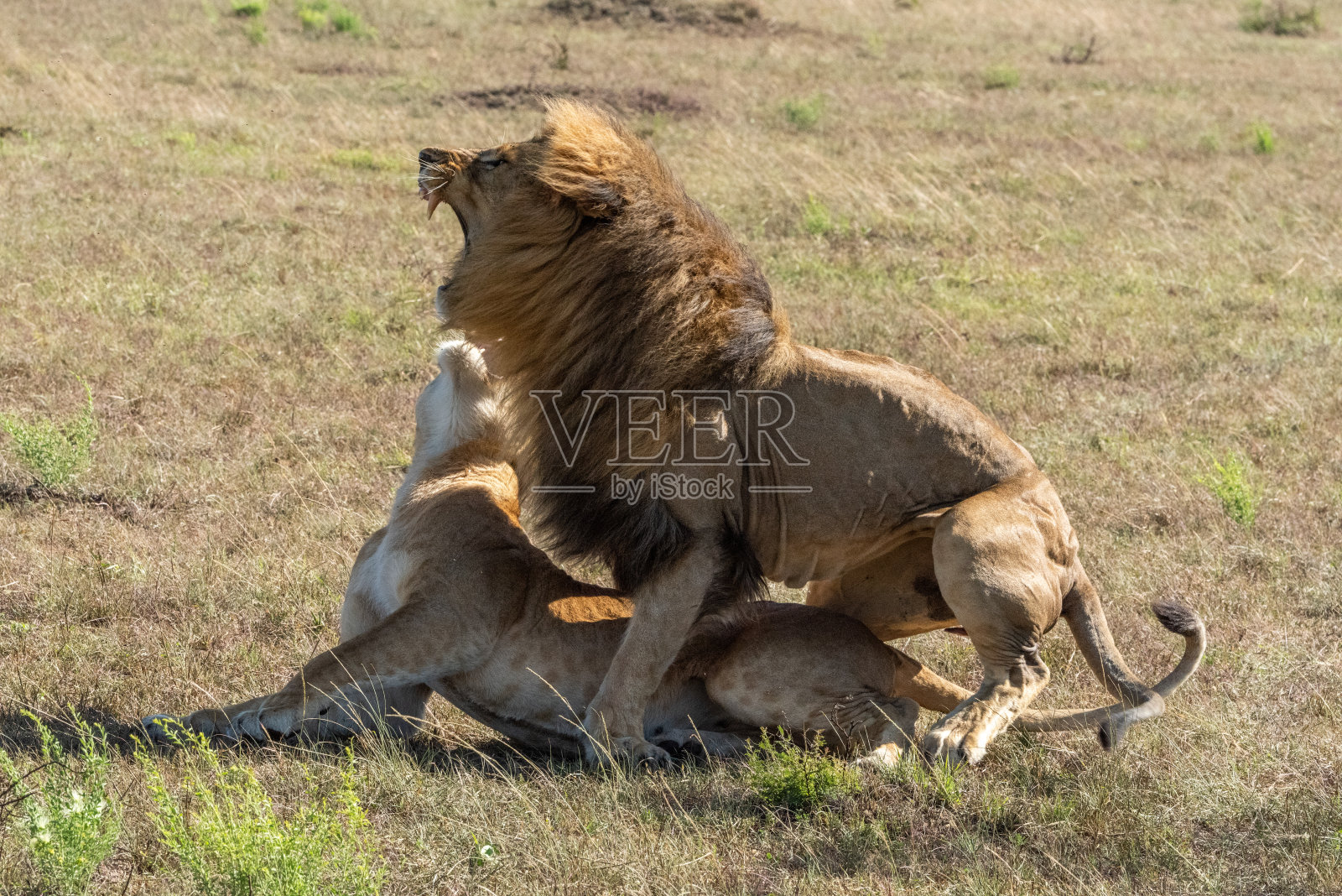 雄狮与雌狮交配后咆哮照片摄影图片