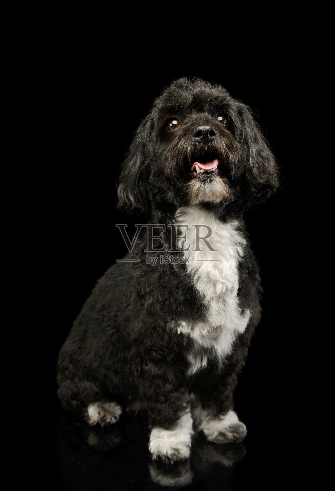 一个可爱的哈瓦那人的摄影照片摄影图片