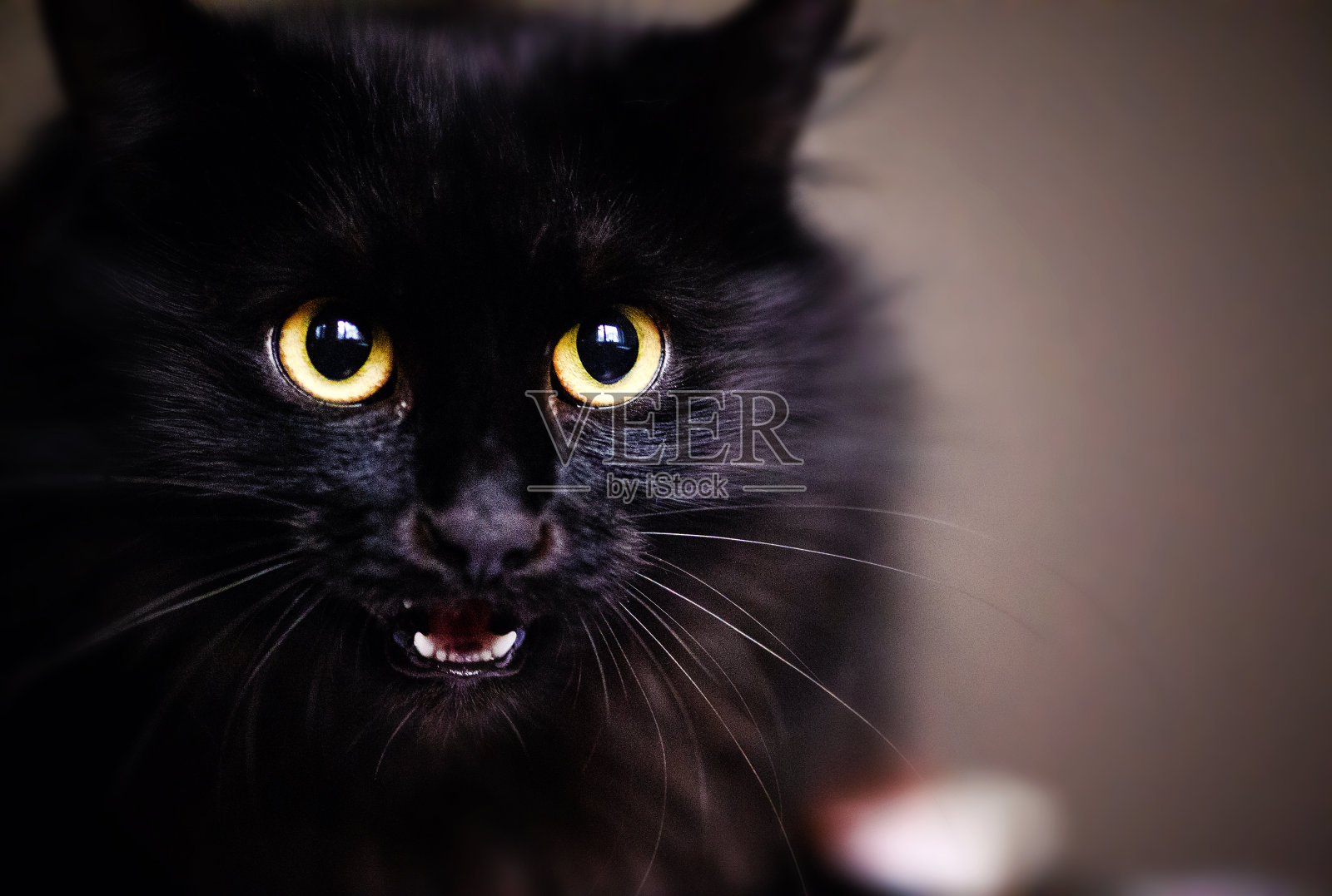 可爱的震惊黑猫照片摄影图片