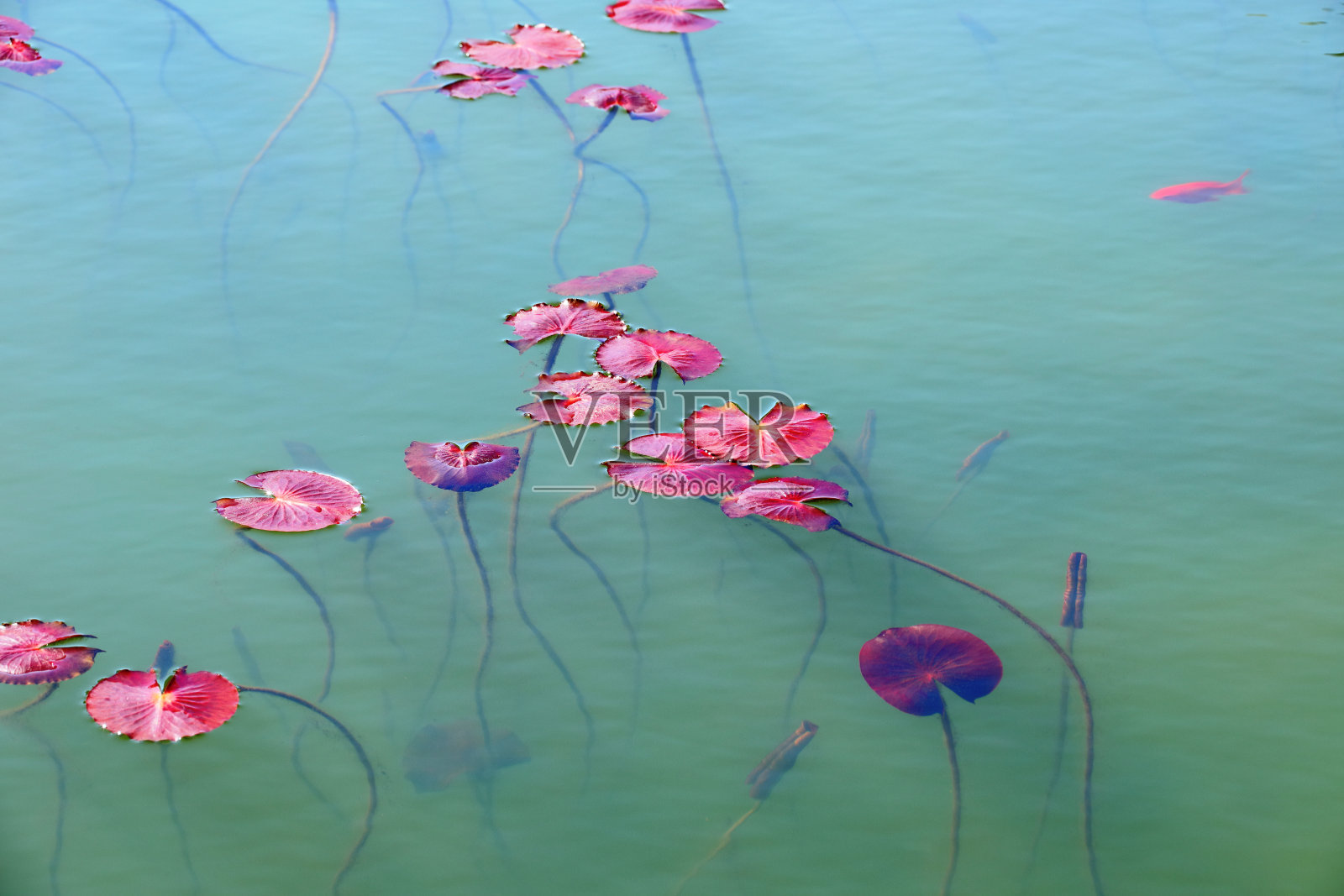 睡莲、湖泊照片摄影图片