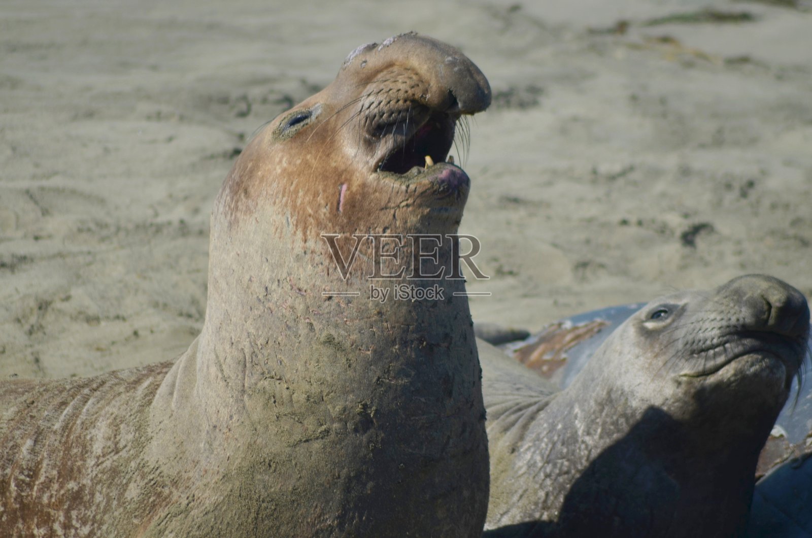 海滩上的海狮照片摄影图片