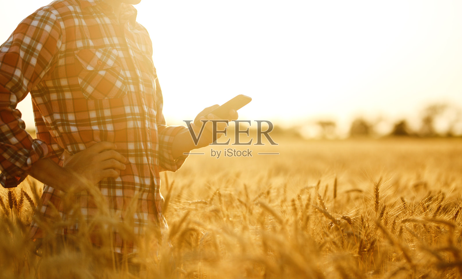 一个农民的手拿着一个电话和使用互联网在麦田里。在农业中运用现代技术的智能农业。照片摄影图片