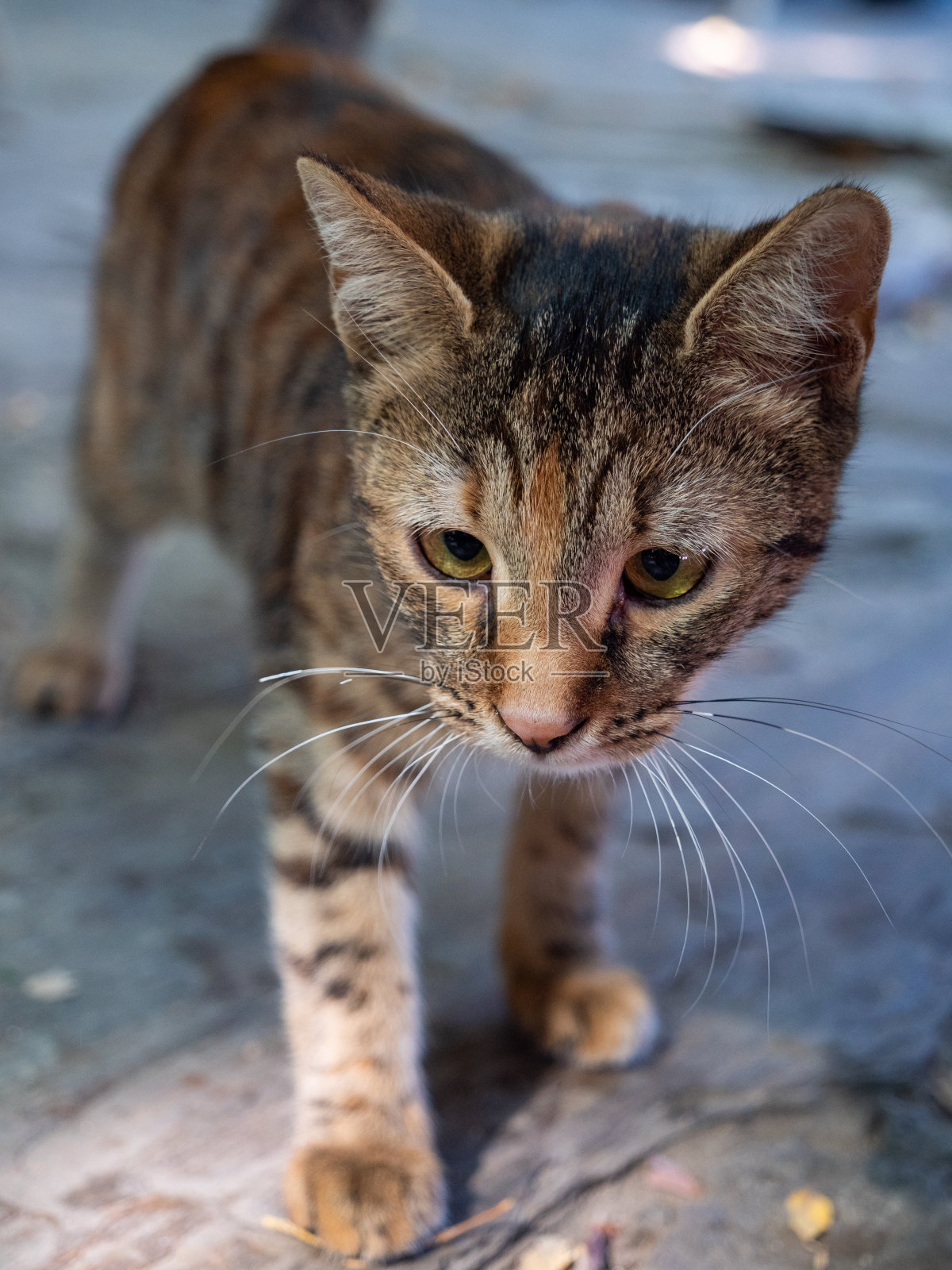 土耳其东部以弗所的家养流浪猫照片摄影图片