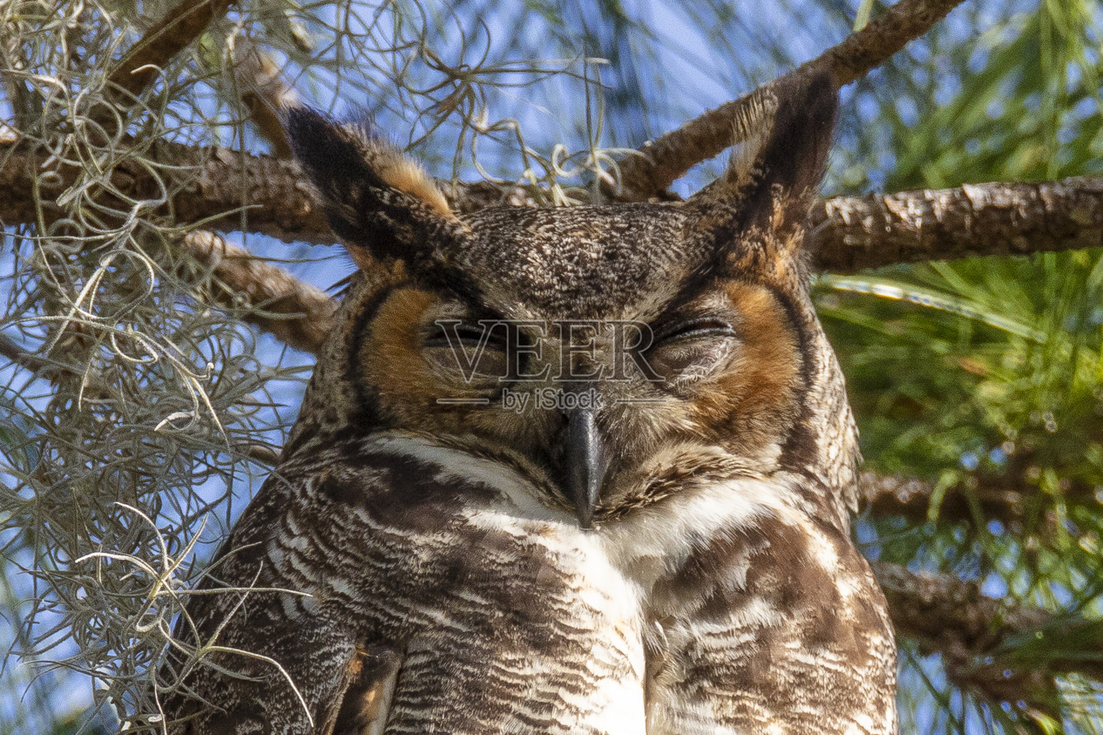 大角鸮照片摄影图片