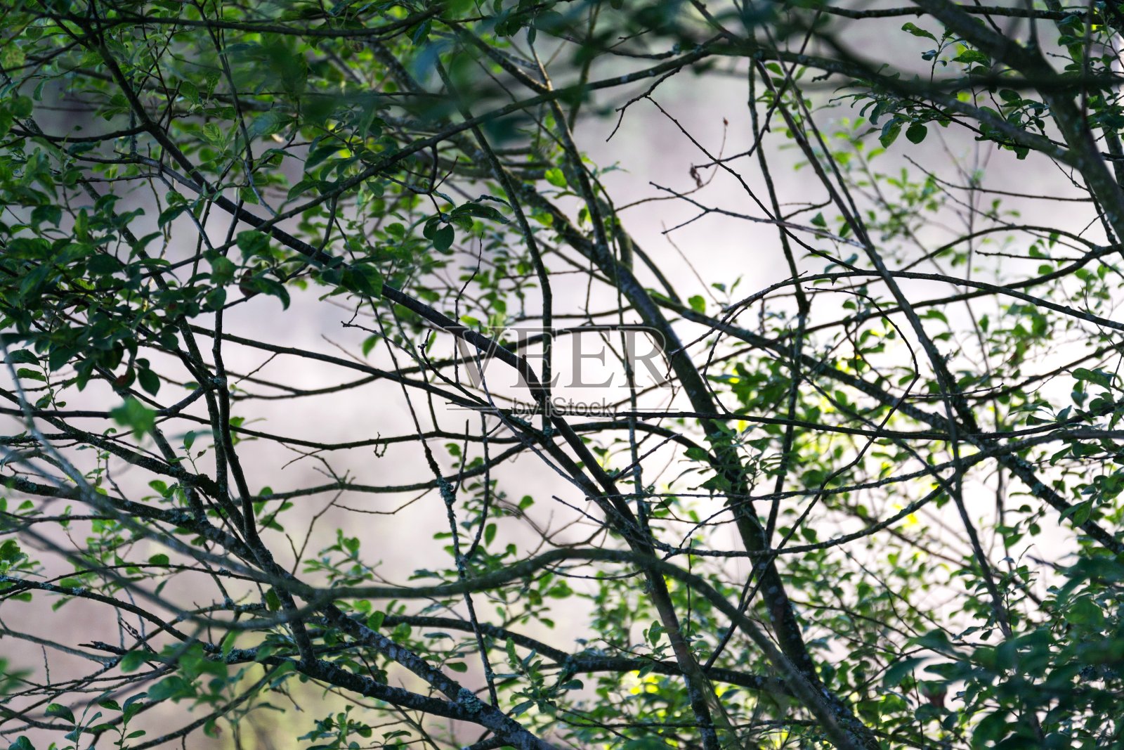 早晨的薄雾笼罩在Pohorsky池塘表面，被称为Jiricka水库附近的Pohorska Ves, Novohradske山脉，Cesky Krumlov区，南波西米亚地区，捷克共和国，阳光明媚的夏天照片摄影图片