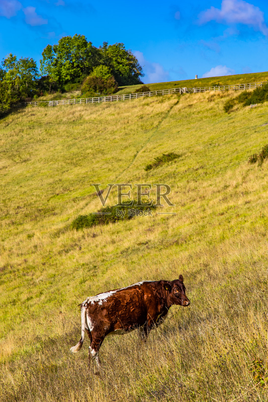 英国萨里郡吉尔福德的单身奶牛照片摄影图片