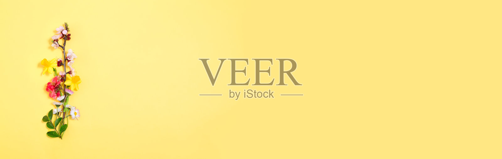 黄色背景上盛开的樱桃枝和春天的野花。春天的旗帜。五彩缤纷的春天的背景照片摄影图片