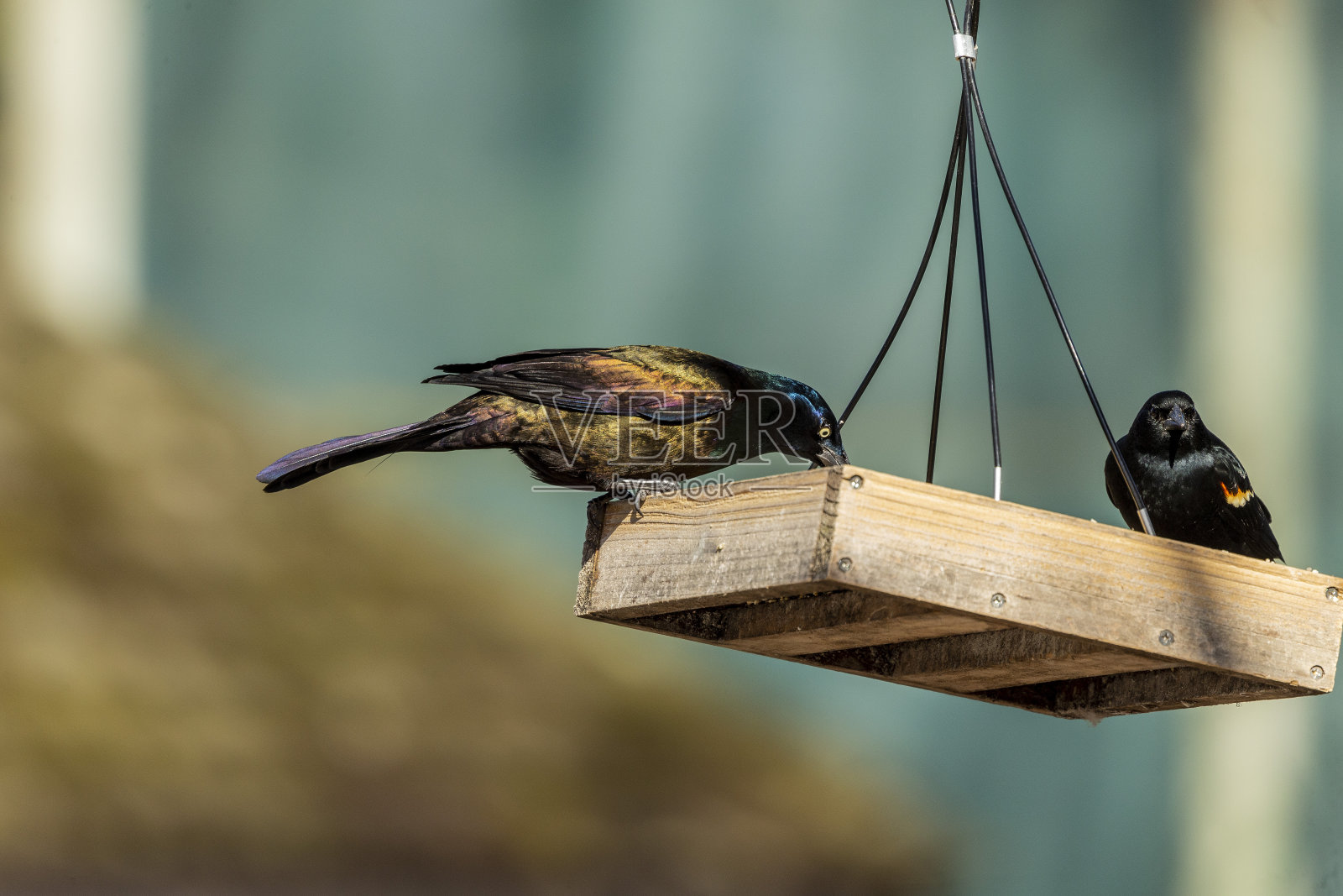 鸟。共同的白头翁之类。北美的鸟。照片摄影图片