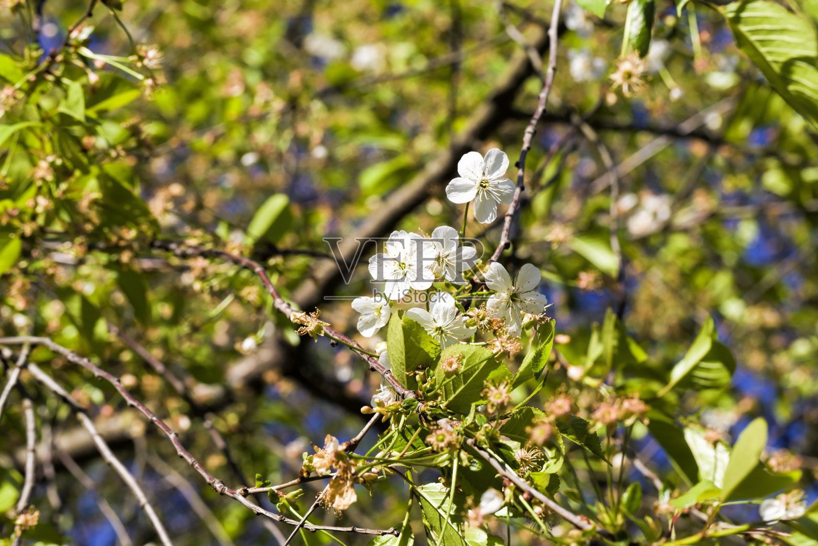 盛开的树木照片摄影图片