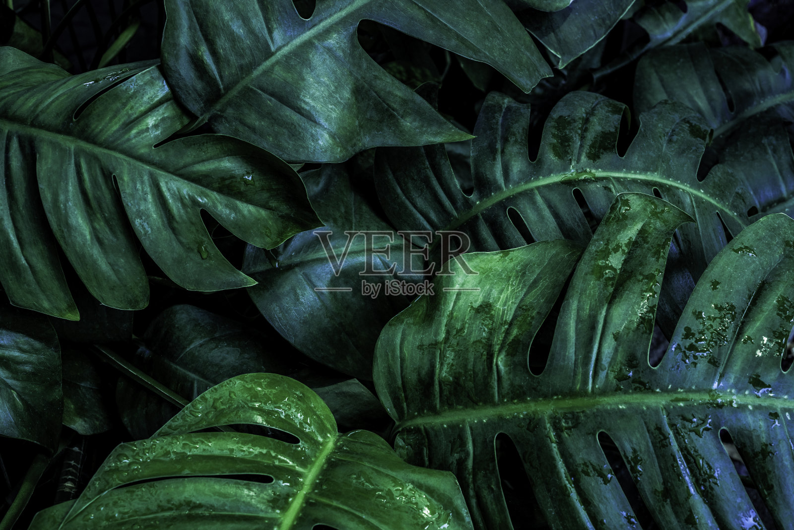 绿叶质地，自然背景照片摄影图片