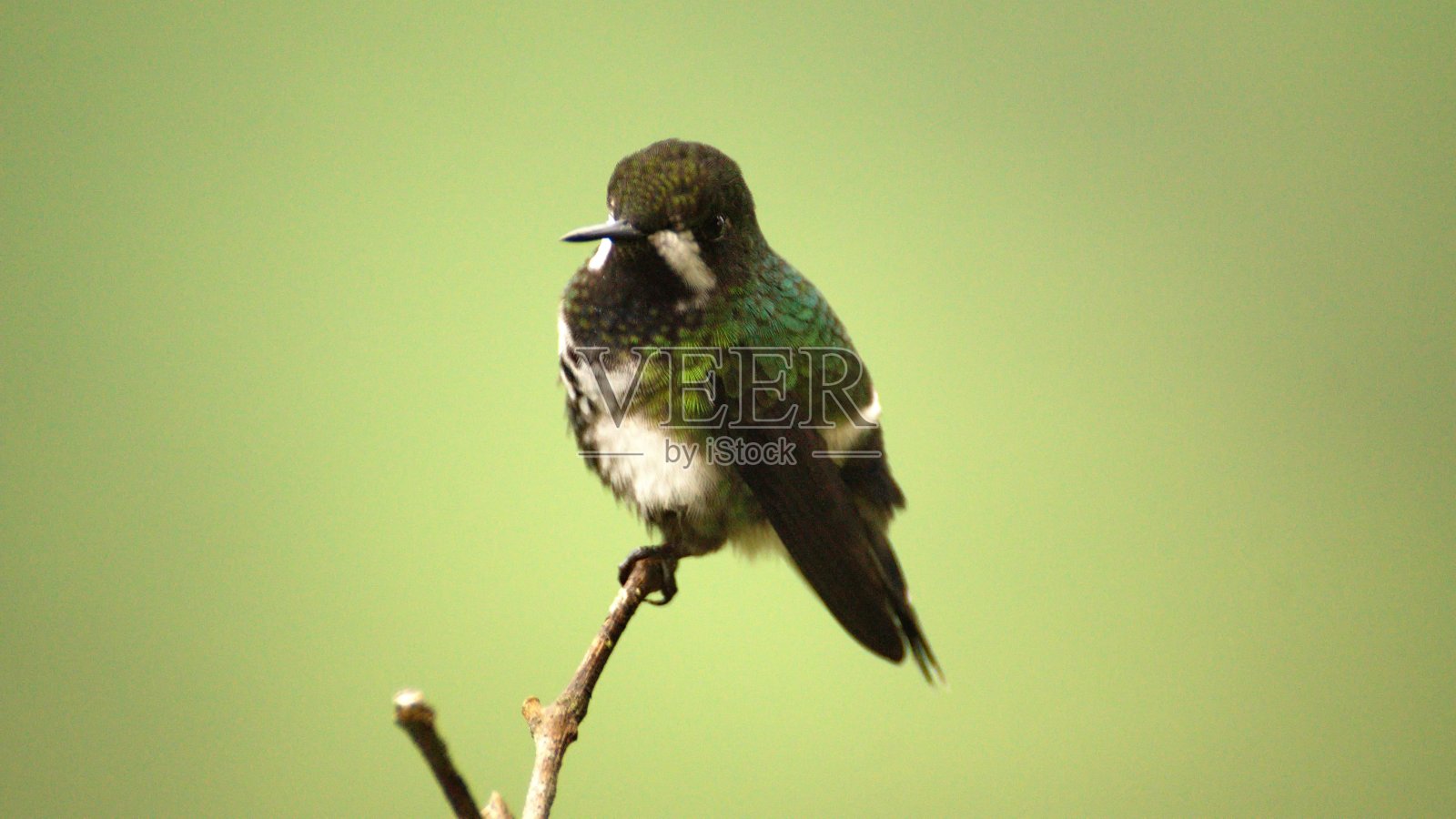 绿色thorntail照片摄影图片