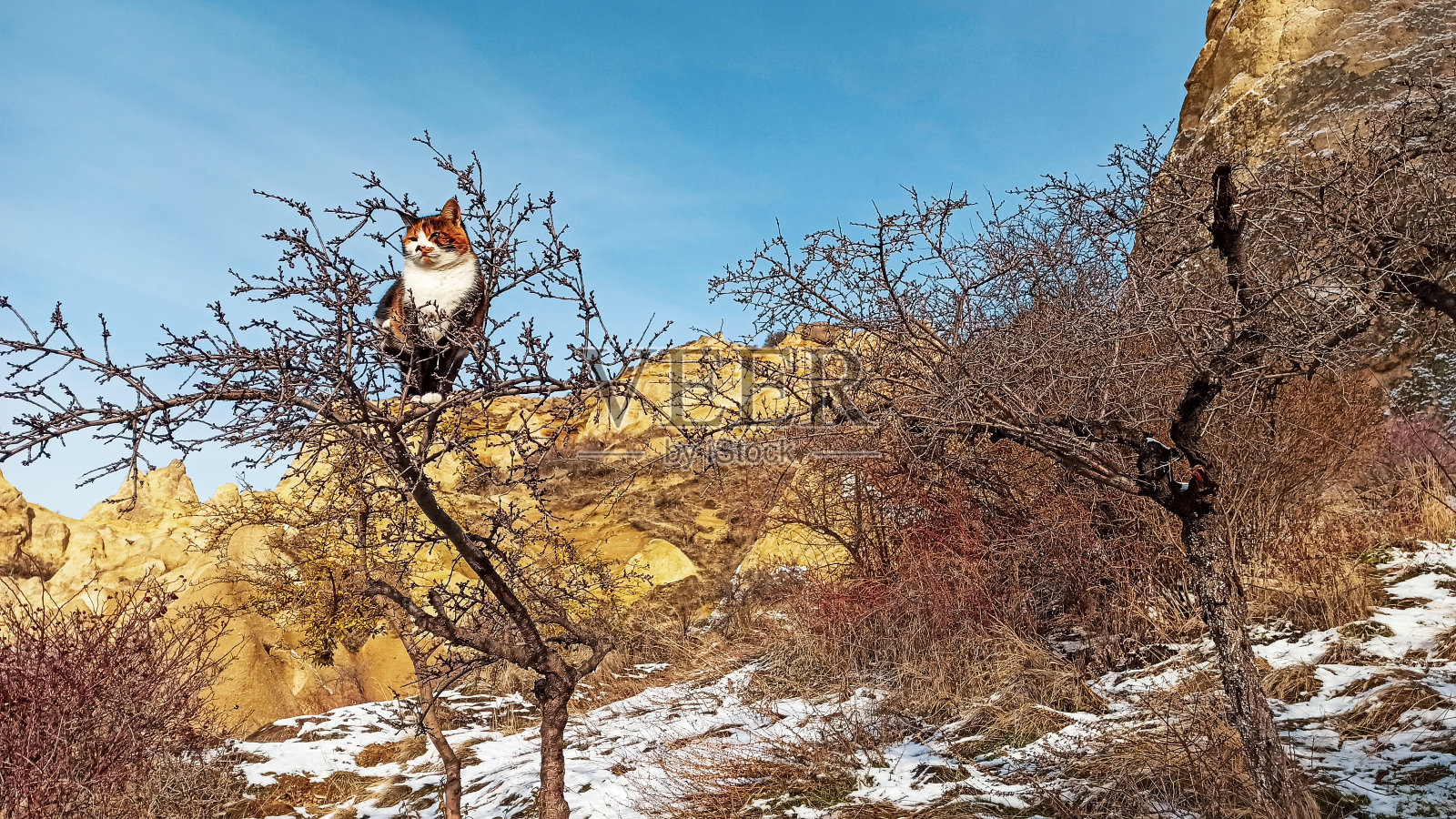 彩色猫站在卡帕多西亚的树顶照片摄影图片