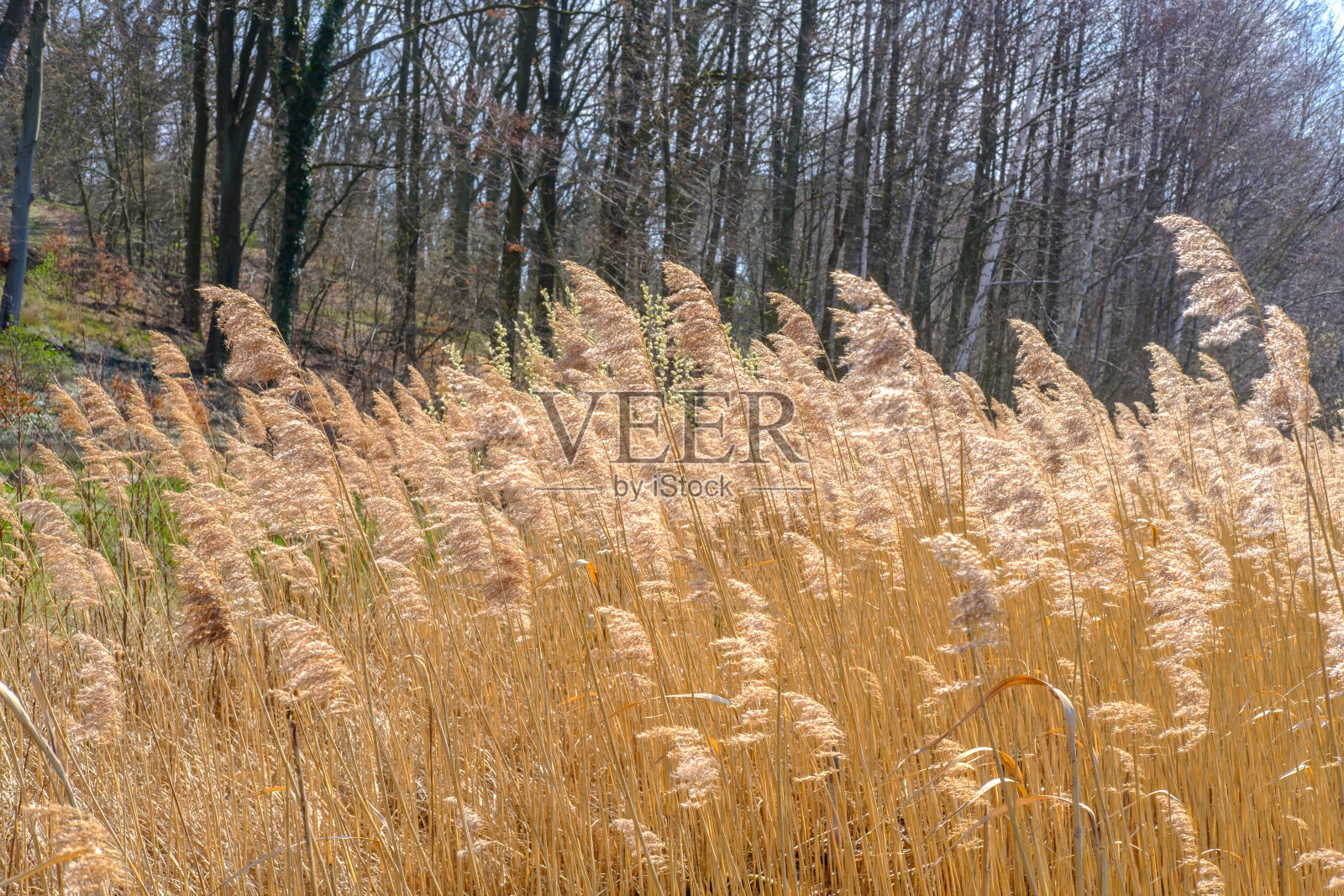 早春芦苇照片摄影图片