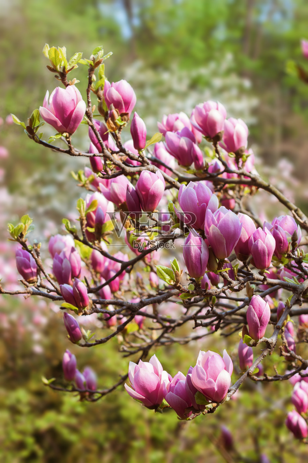 美丽的粉红色木兰树在春天盛开照片摄影图片