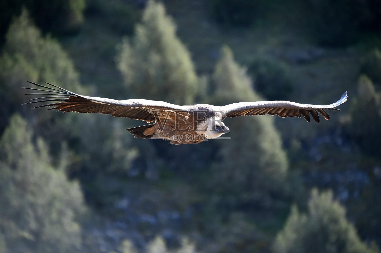 兀鹫兀鹫在自然公园里飞翔照片摄影图片