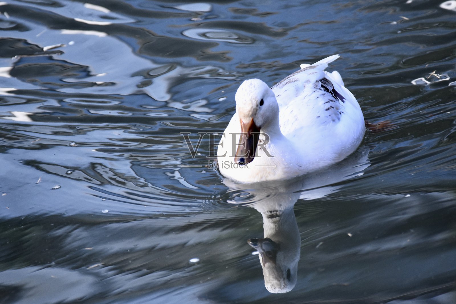 游泳的鸭子照片摄影图片