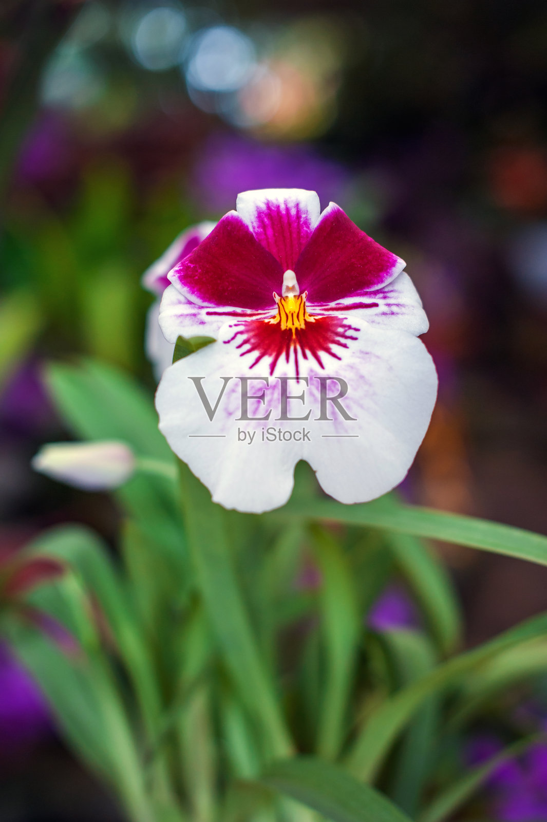 三色堇或紫堇属植物以自然为背景，花美丽照片摄影图片