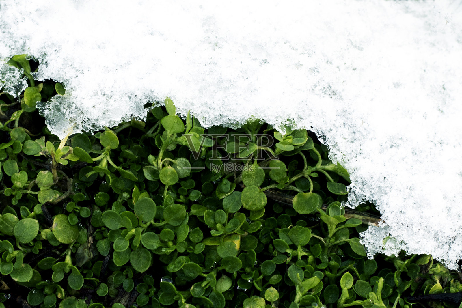 绿草在雪下绽放照片摄影图片