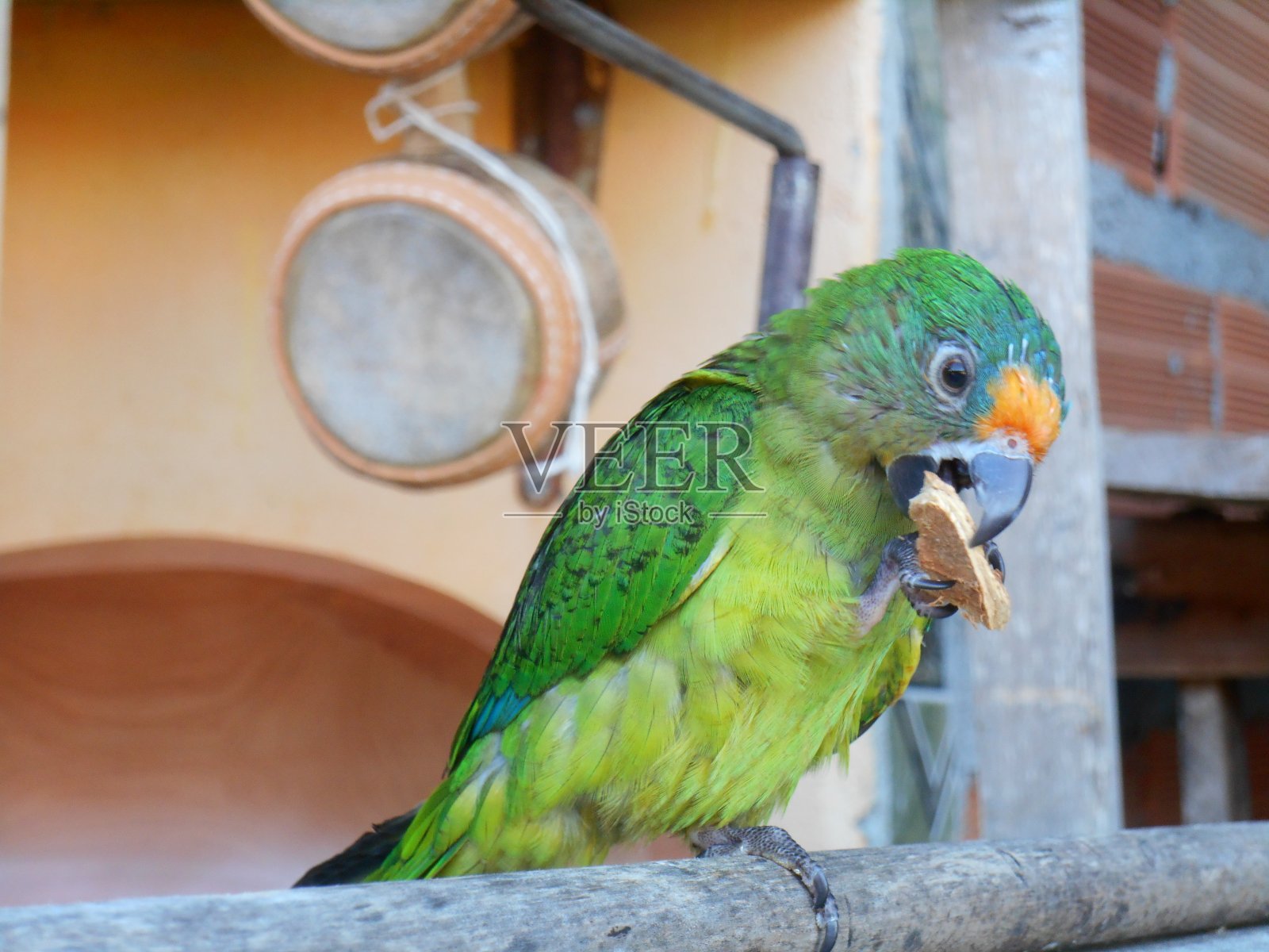 鹦鹉照片摄影图片