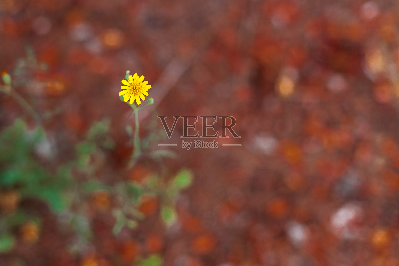 黄色的花在棕色的背景上照片摄影图片