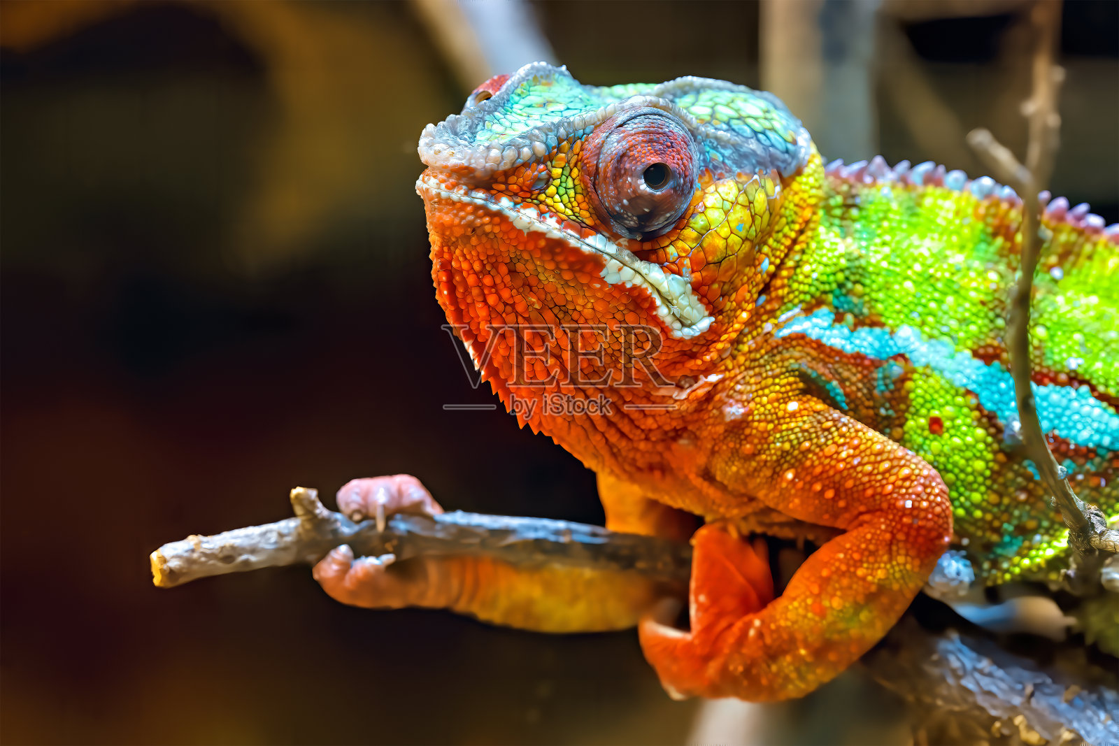 变色龙照片摄影图片