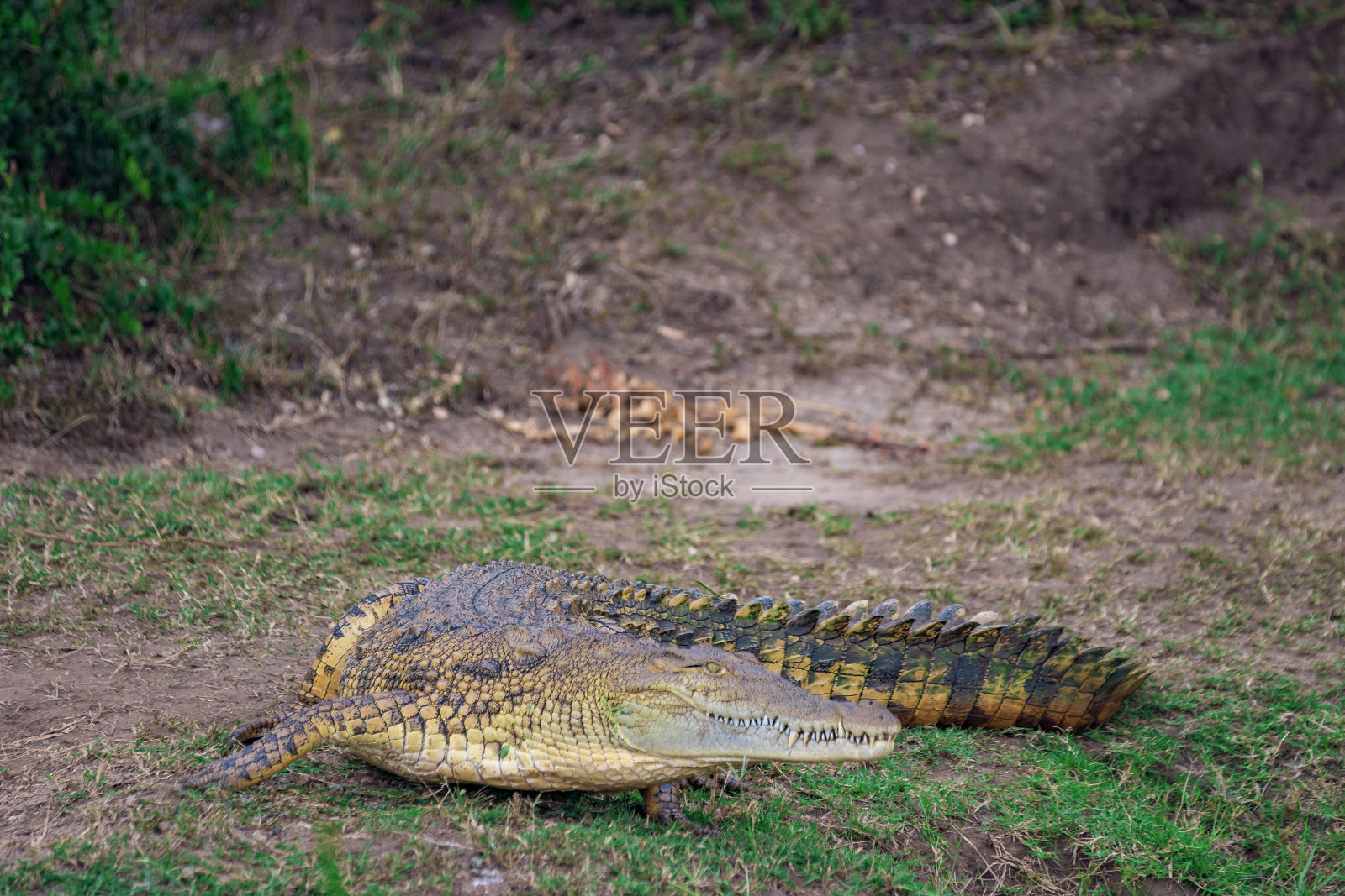 伊丽莎白女王国家公园里的黄色鳄鱼照片摄影图片