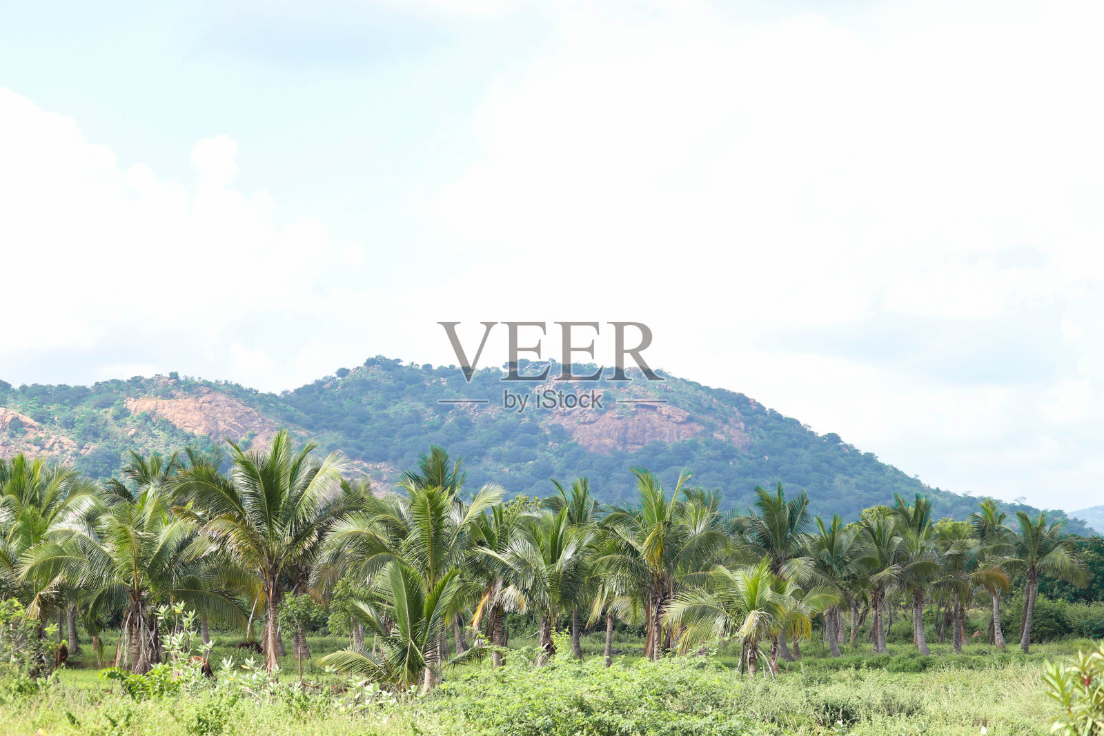 选择性聚焦美丽的绿色棕榈树与山和天空在模糊的背景景观自然风景绿化照片摄影图片