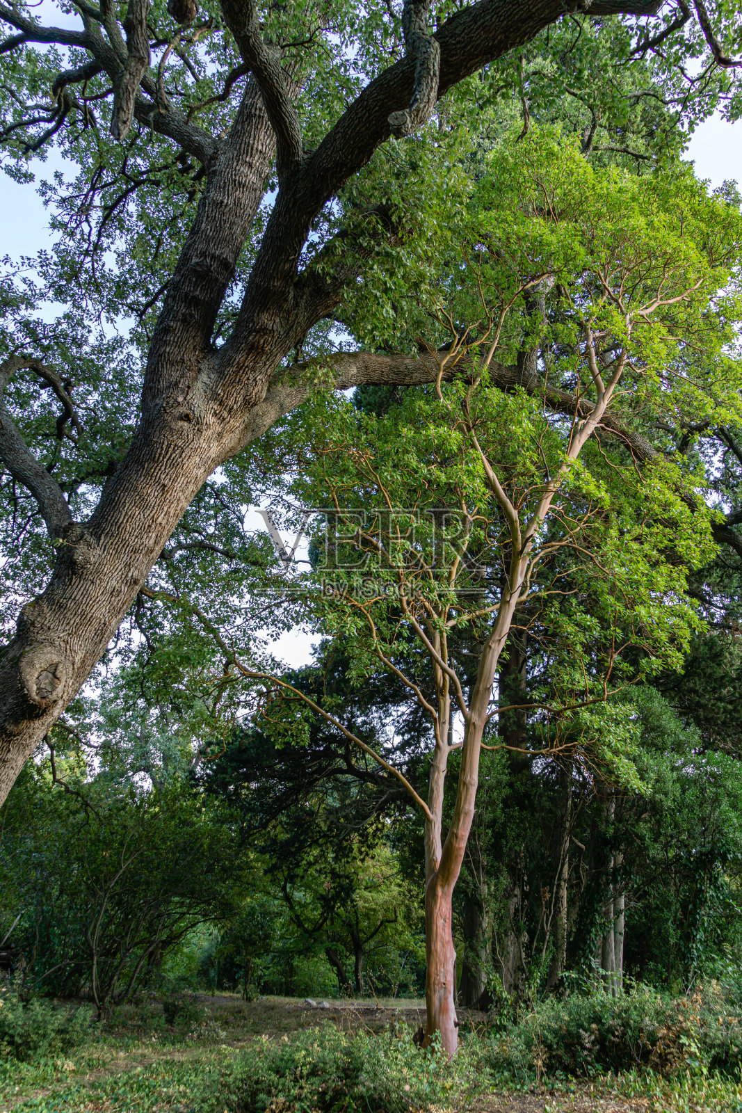 美丽的杨梅树或希腊草莓树，红色的树干和常青叶上的短毛橡树(毛栎)背景，在马桑德拉公园，克里米亚。风景优美的风景适合任何主题照片摄影图片