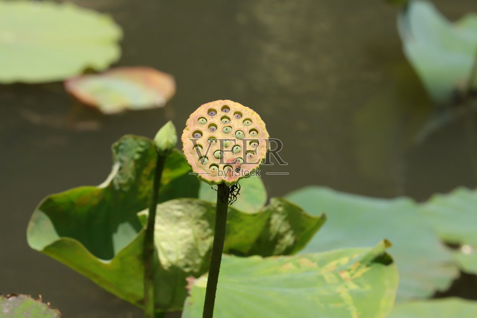 印度莲花，莲，毛里求斯，印度洋，非洲照片摄影图片