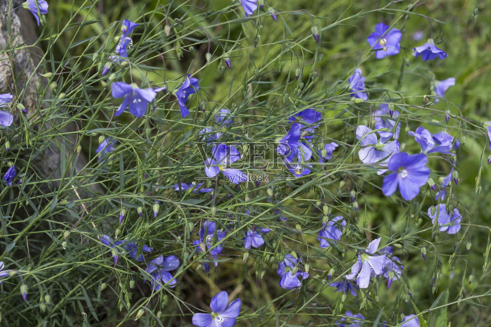 嫩蓝的亚麻花闭合。自然背景照片摄影图片