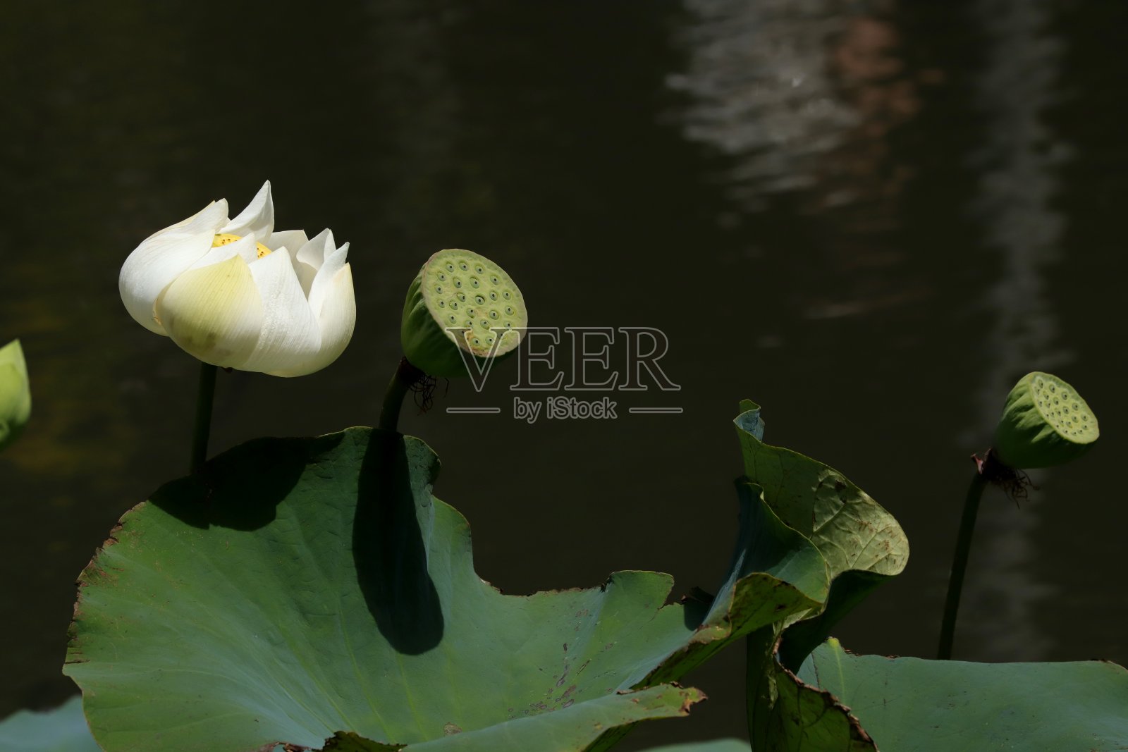 印度莲花，莲，毛里求斯，印度洋，非洲照片摄影图片