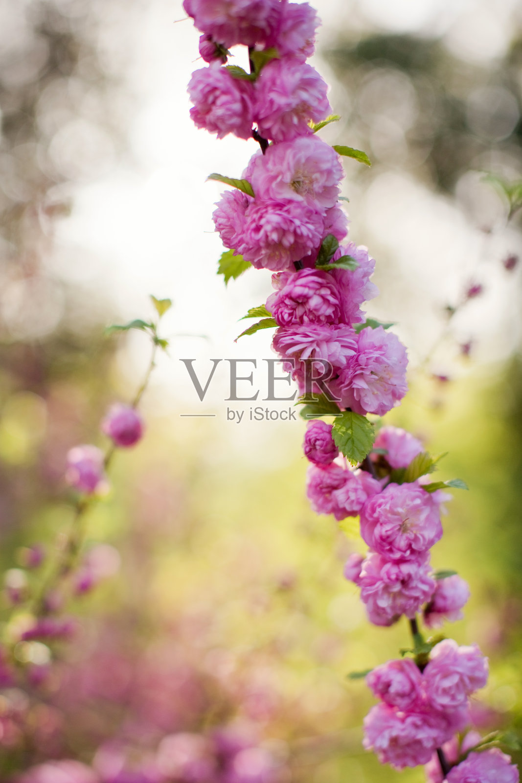 粉红色小花的开花的枝。照片摄影图片