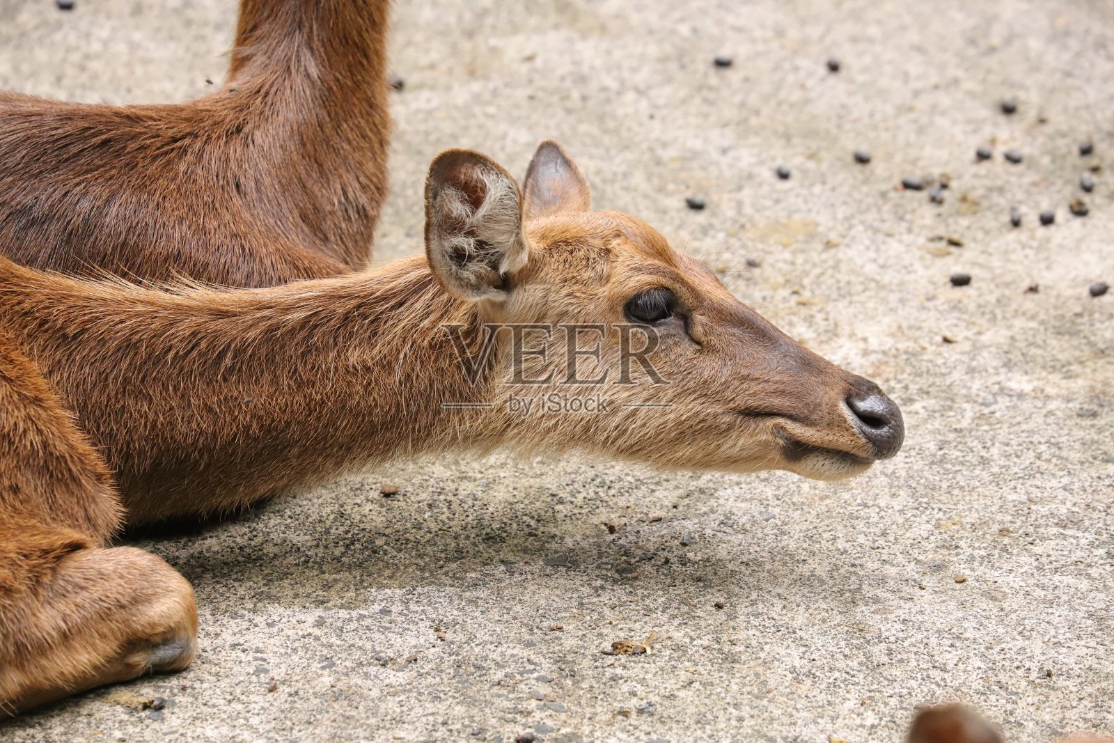 爪哇鹿，Rusa Timorensis，毛里求斯照片摄影图片