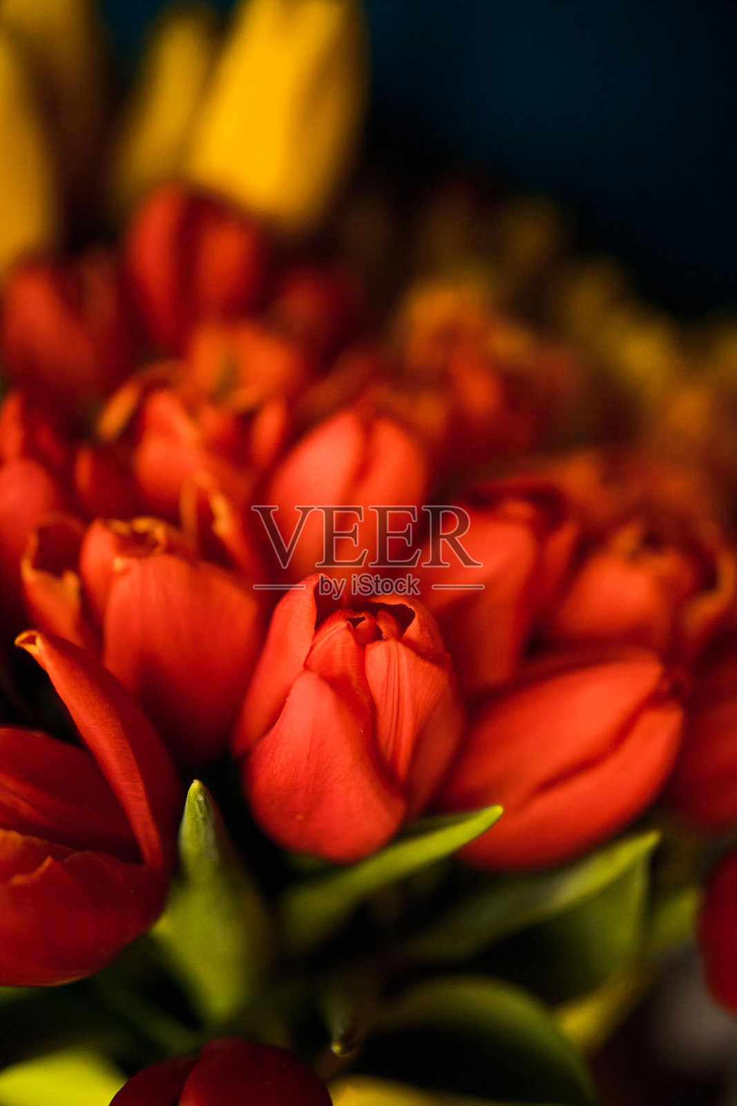 把黄色和红色的郁金香系在木头表面照片摄影图片