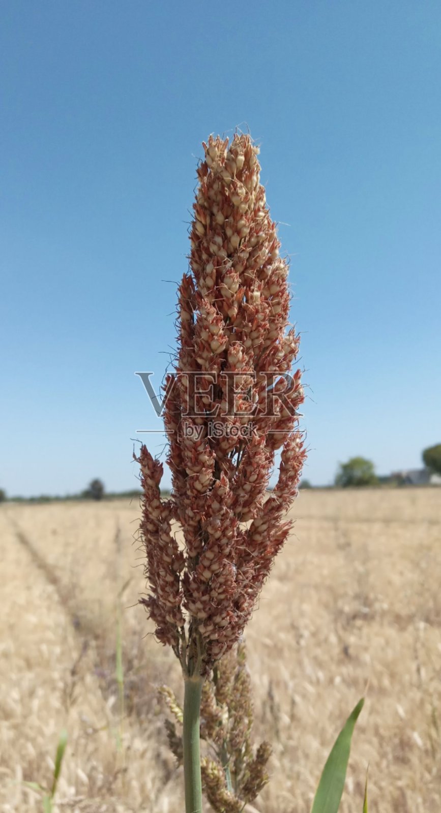 自然照片摄影图片
