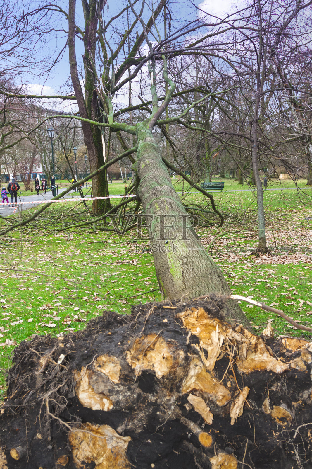 极端天气下倒下的树照片摄影图片