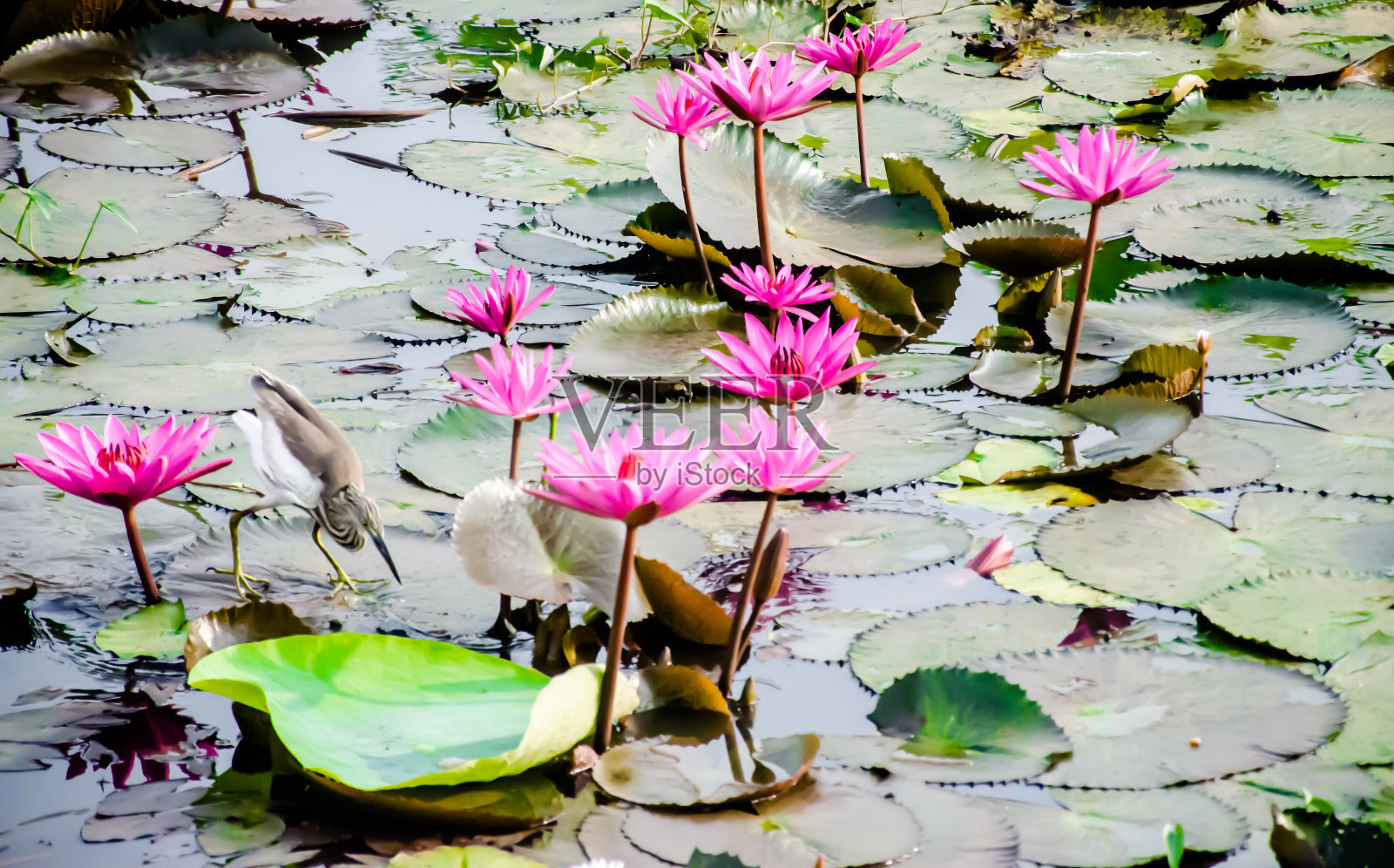 印度喀拉拉邦的莉莉油田。美丽的水草田。从自然照片摄影图片