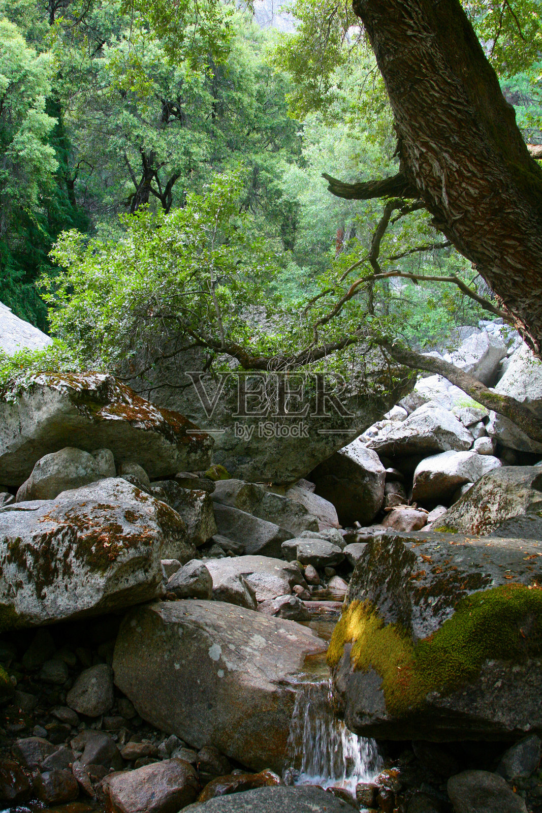 林地照片摄影图片