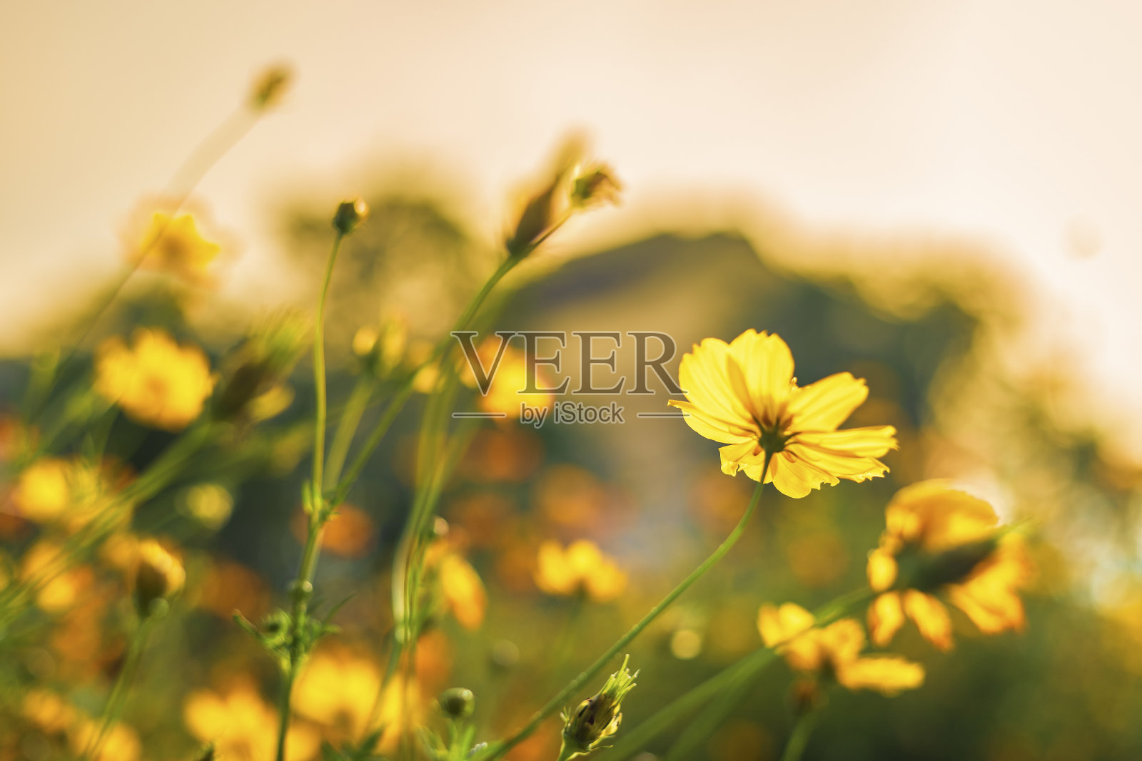 黄硫宇宙花在大自然的花园里。照片摄影图片