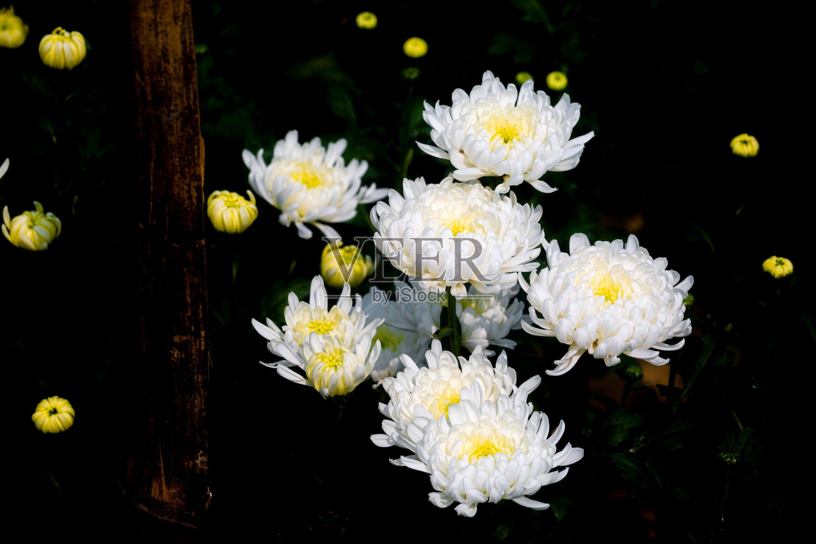 一束开着花蕾的白色菊花，背景是绿叶。照片摄影图片