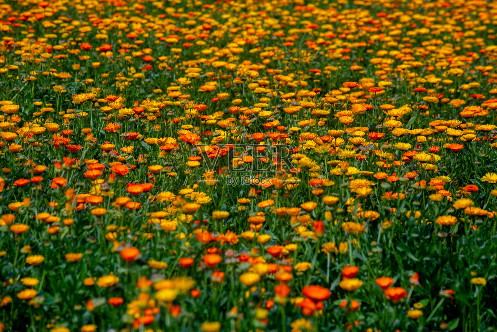 田野里盛开着橙黄色的菊花。花与绿叶在花园里，大自然的背景照片摄影图片