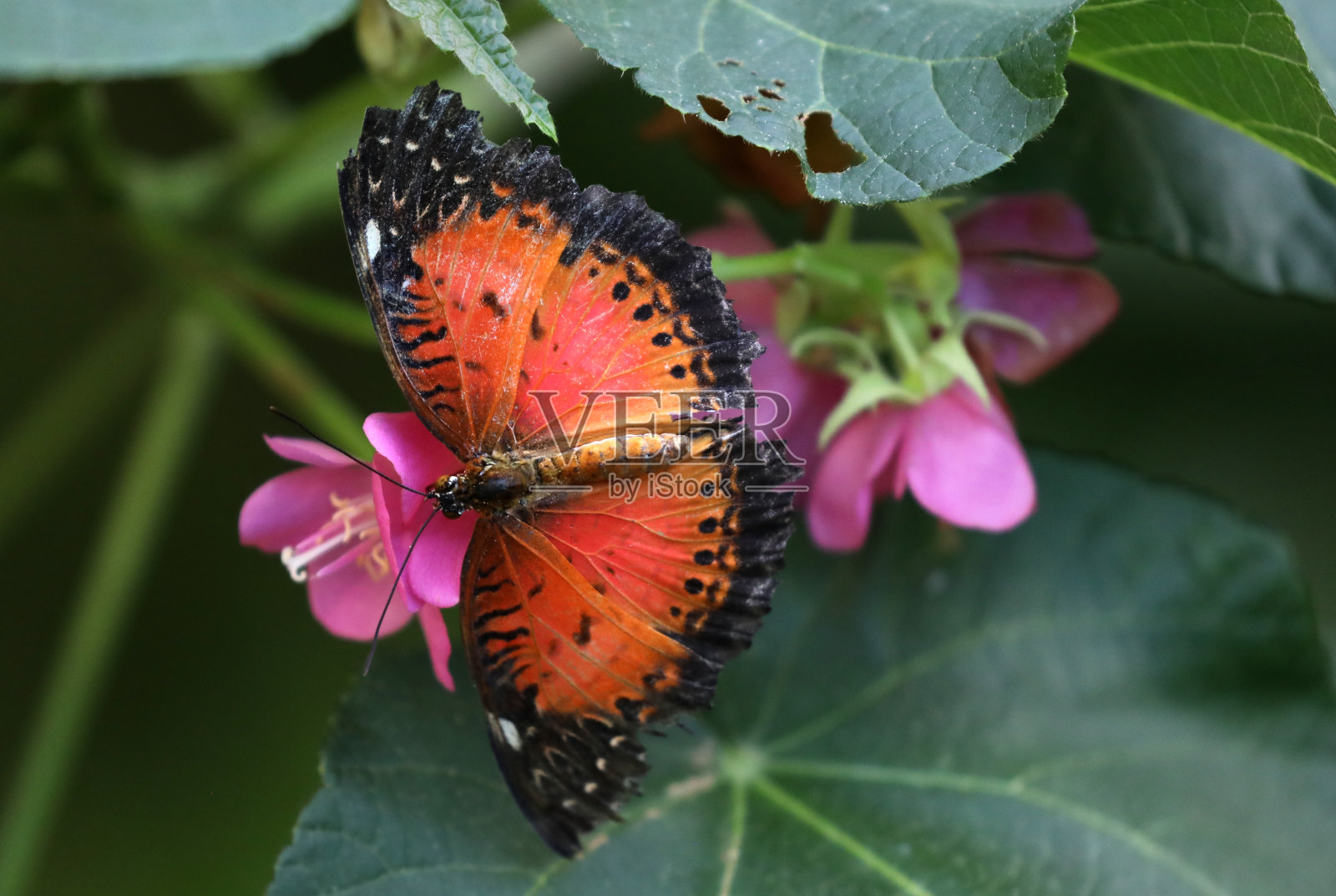 热带蝴蝶照片摄影图片