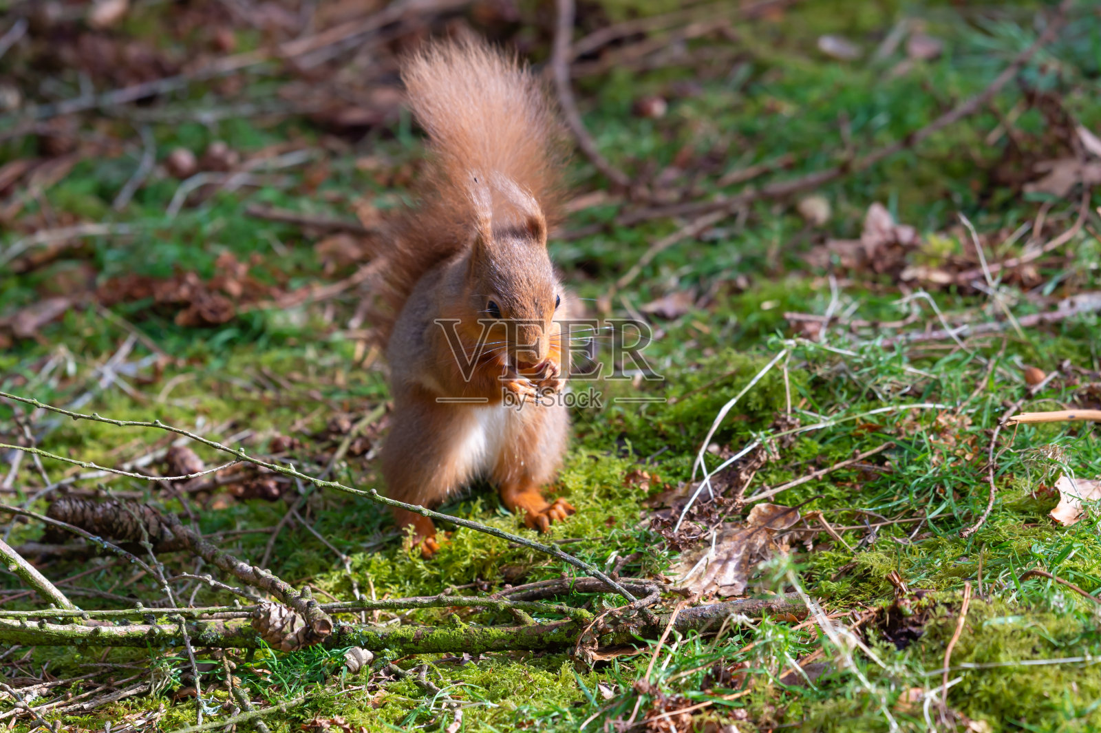 苏格兰林地中站立吃榛子的红松鼠照片摄影图片