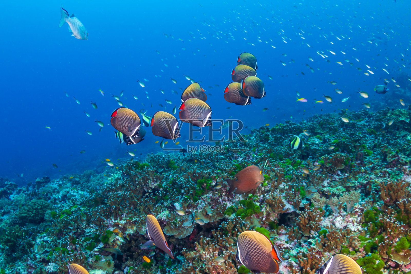 热带珊瑚礁上的一群红尾蝴蝶鱼照片摄影图片