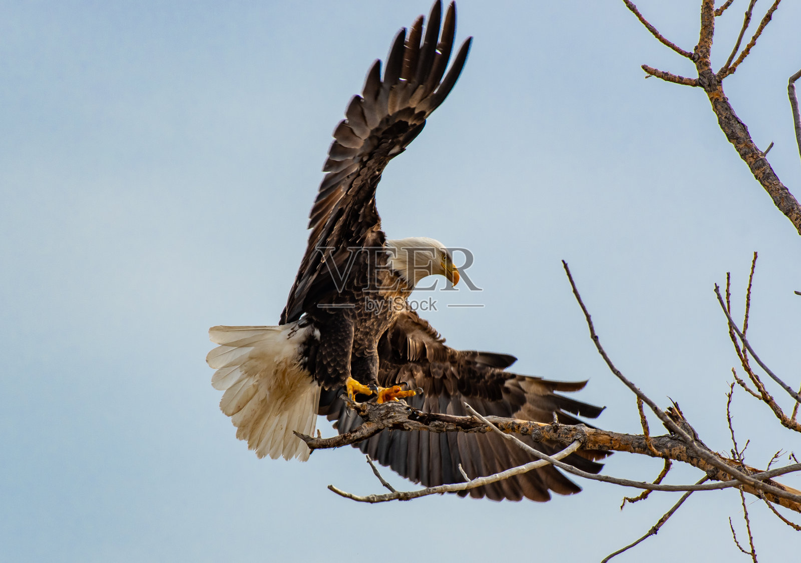 一只正在树枝上吃东西的秃鹰照片摄影图片