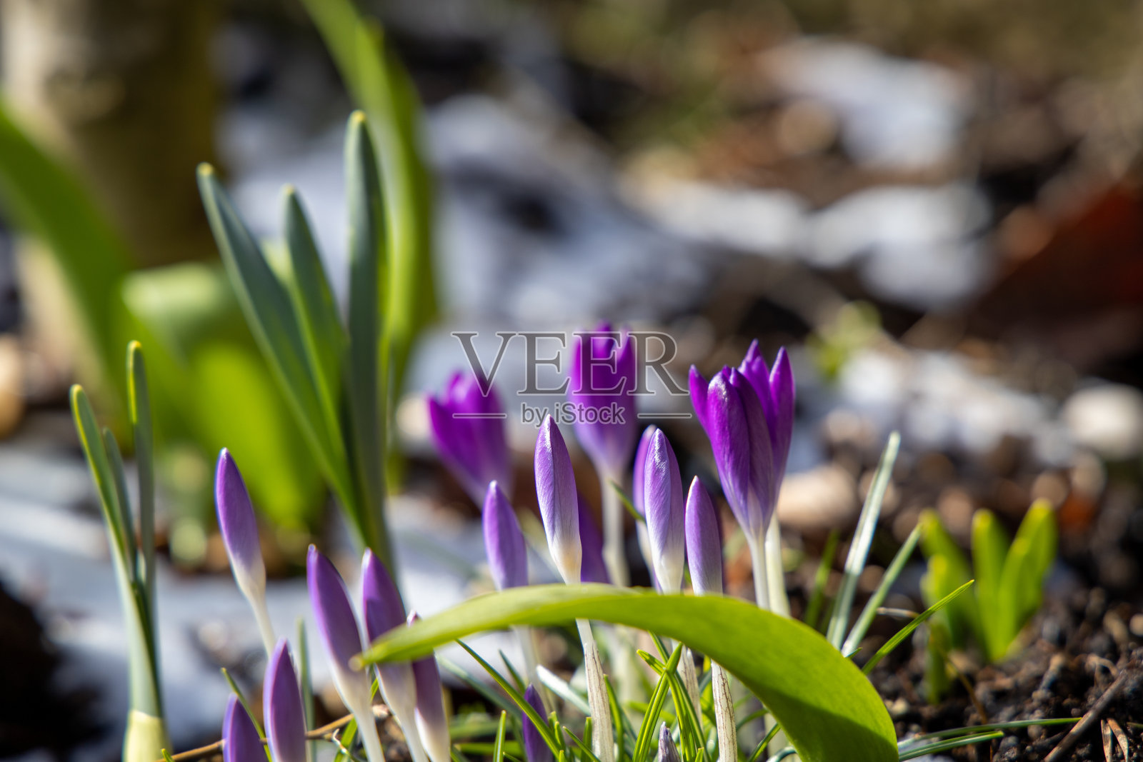 番红花属照片摄影图片