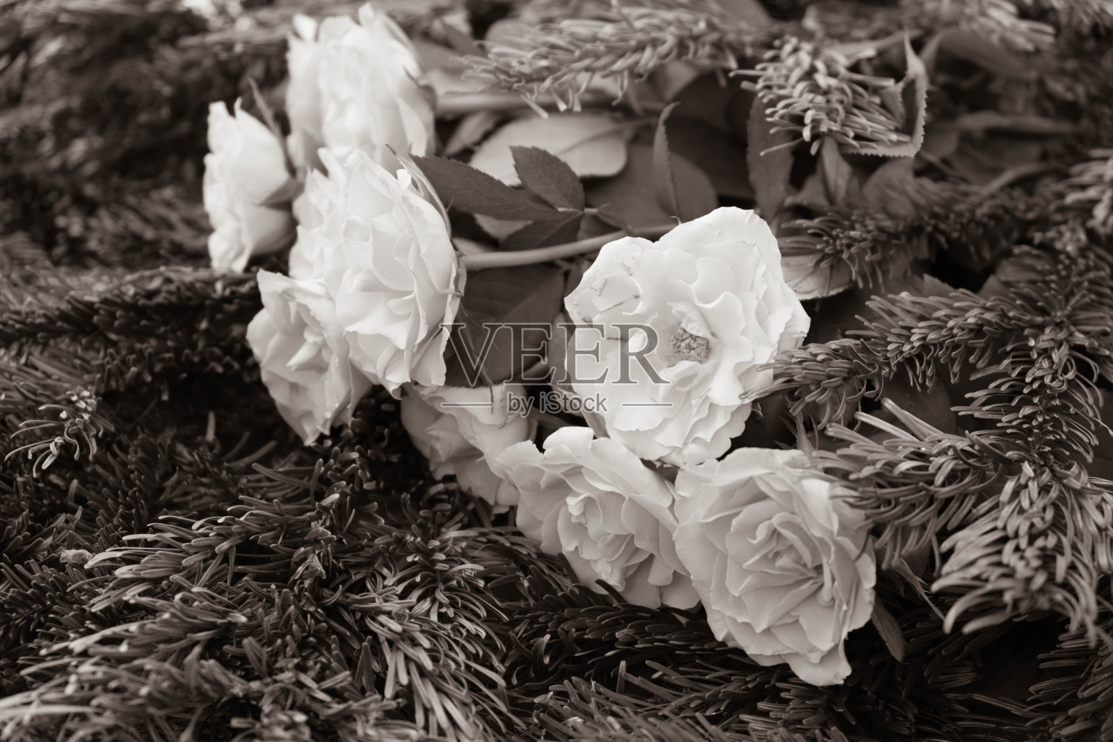 雪白的玫瑰躺在松针上，玫瑰，玫瑰，松树，花瓣，花朵，绽放照片摄影图片